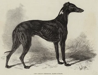 Lord Lurgans Windhund, Master M